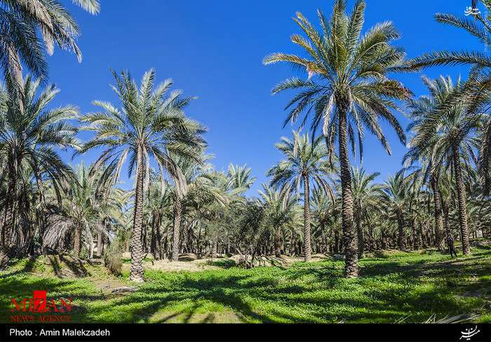 عکس/ طبیعت زیبای بوشهر