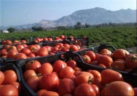 دولت 90 درصد طلب گوجه کاران جنوب کرمان را پرداخت کرد