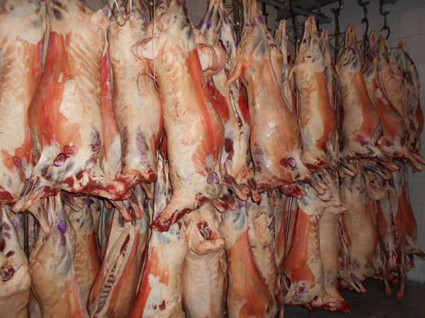 افزایش مجدد قیمت گوشت گوسفند و گوساله