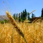 واردات گندم از قزاقستان این بار به بهانه بالابردن کیفیت نانوایی‌ها