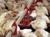 افزایش قیمت جوجه یک روزه مرغ را گران کرد