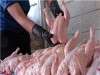 عرضه ۲۰ هزار تن گوشت مرغ ۵۳۰۰ تومانی برای تنظیم بازار ماه رمضان