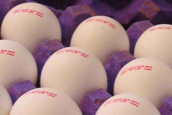 دلایل گرانی تخم مرغ در بازار