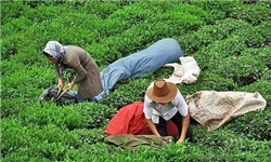 مافیای دولتی اجازه رشد صنعت چای را نمی‌دهد