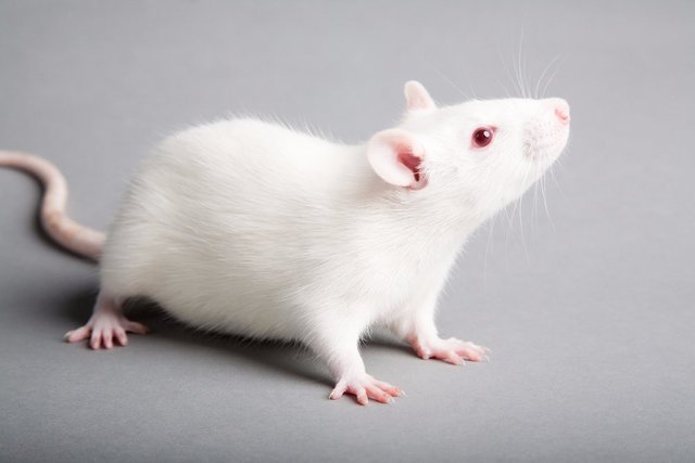 سلول بنیادی انسان موش‌های فلج را شفا داد