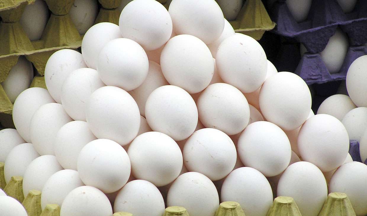 قیمت تخم مرغ کاهش می‌یابد