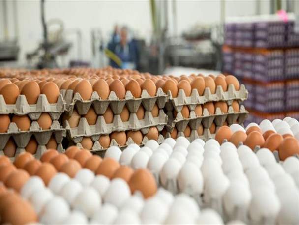 واردات ۱۰ هزار تن تخم مرغ به بازار