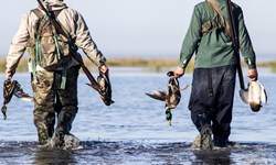 صید و شکار پرندگان جز با روش سنتی در مازندران ممنوع اعلام شد