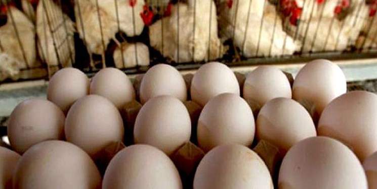در پی شیوع آنفلوآنزای پرندگان مطرح شد ؛ خام‌خوری مرغ و تخم‌مرغ ممنوع
