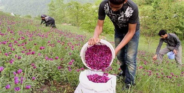 رتبه نخست ایران در صادرات 7 گیاه دارویی