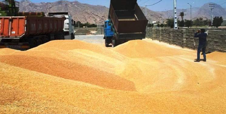 خرید تضمینی ۴ میلیون و ۸۲۴ هزار تن گندم در کشور