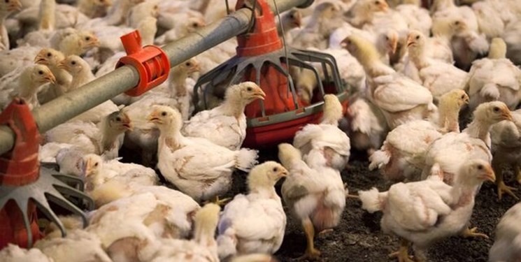 تعطیلی برخی مرغداری‌ها به دلیل افزایش هزینه‌ تولید/در کشتارگاه‌ها چه خبر است؟